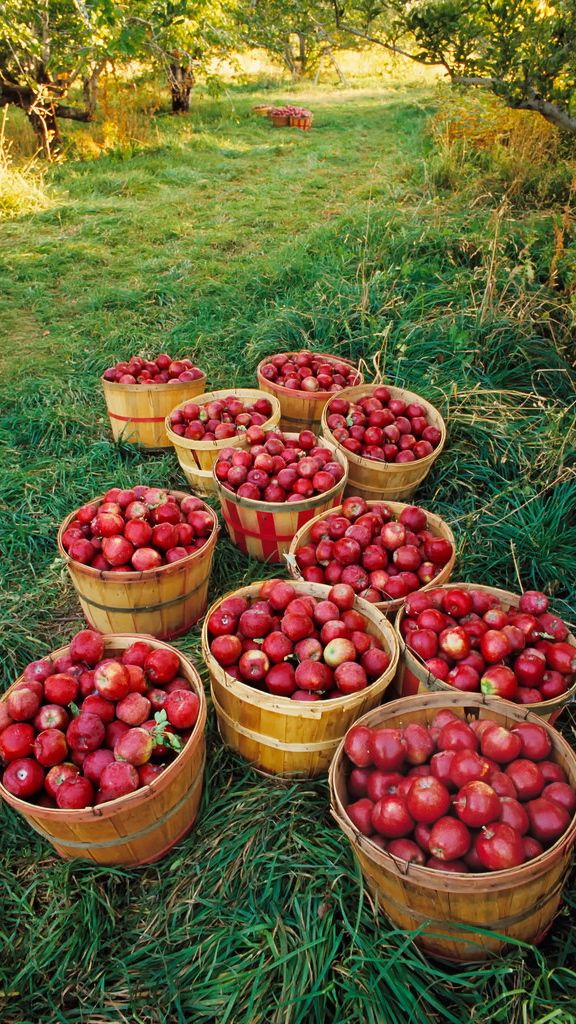 AUTUMN APPLES: REMEMBERING WAUCONDA ORCHARDS – The Mighty Oakes