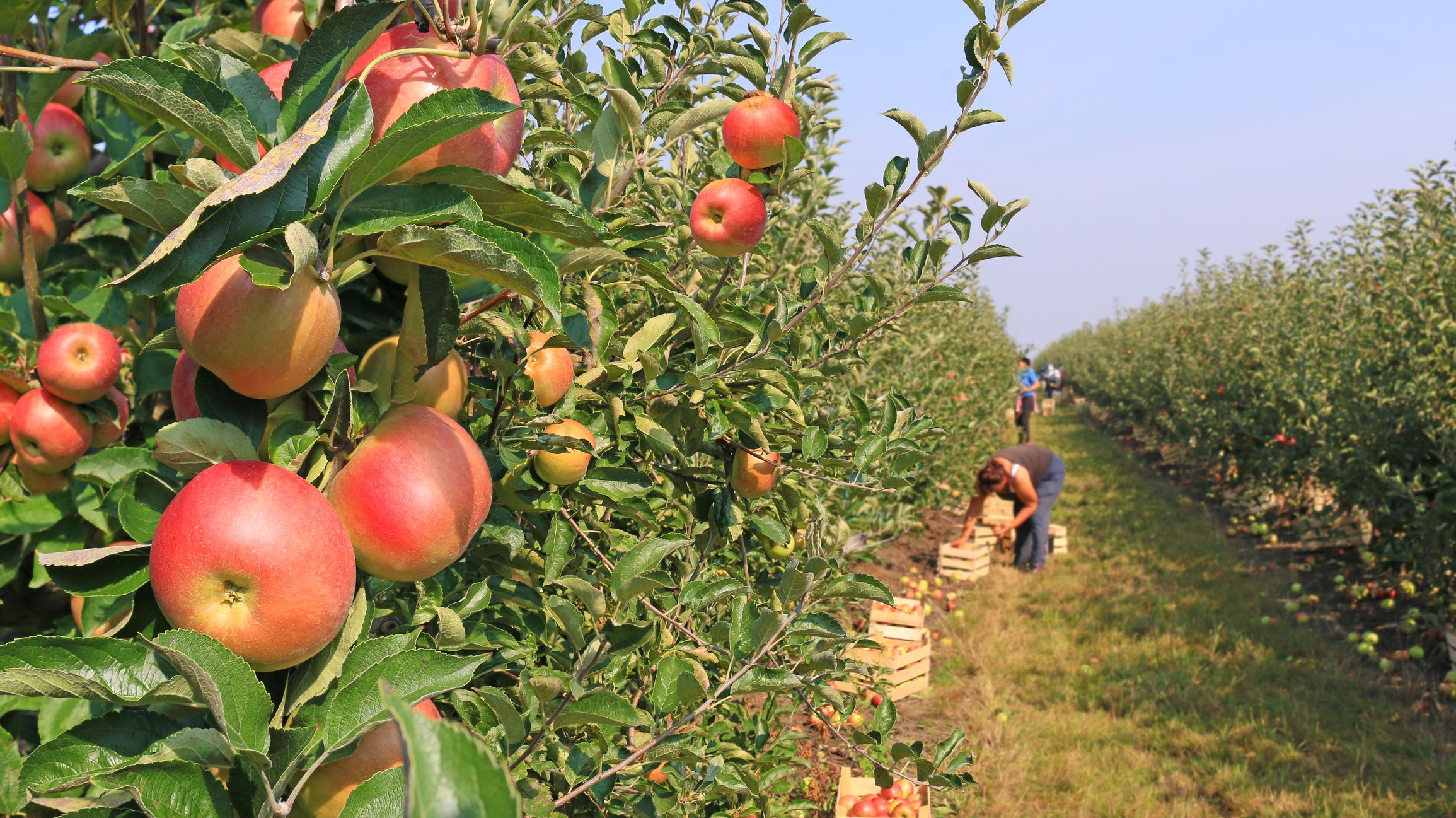 AUTUMN APPLES: REMEMBERING WAUCONDA ORCHARDS – The Mighty Oakes